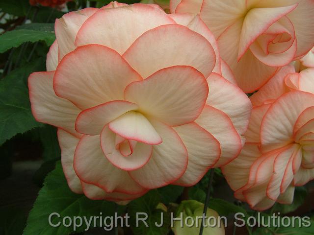 Begonia tuberous Fairylight